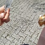 img-20250408-wa0006